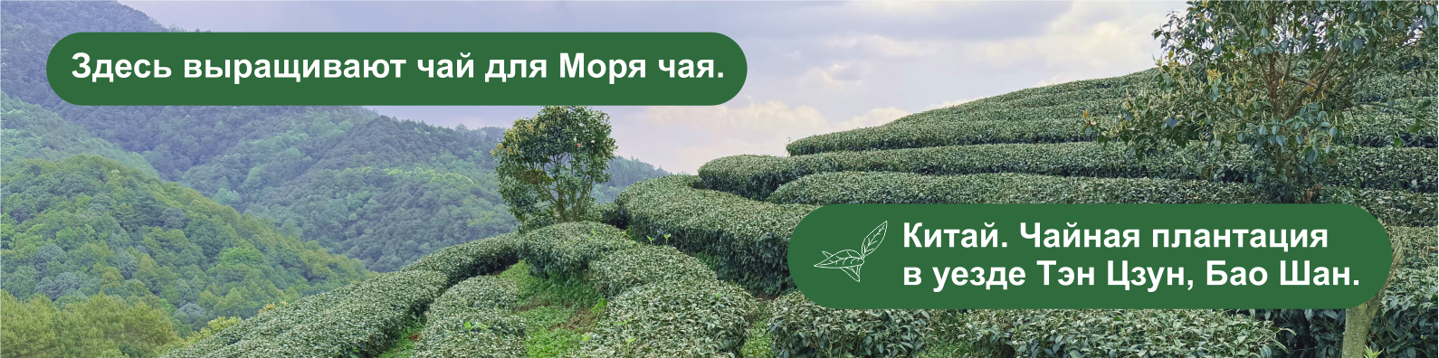 Зеленый (белый, желтый) чай